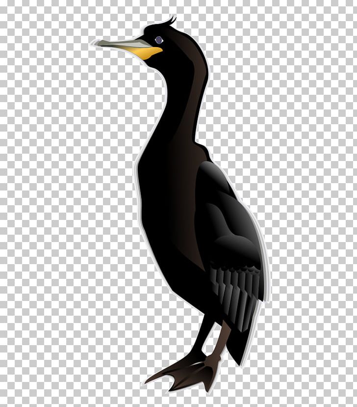Cormorant Bird Computer Icons Penguin PNG, Clipart, Animal, Animals, Australian Pied Cormorant, Beak, Bird Free PNG Download