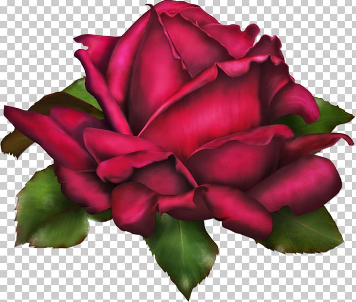 Rose Drawing Flower PNG, Clipart, China Rose, Clip Art, Closeup, Color, Coreldraw Free PNG Download