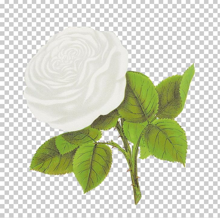 Rose Flower PNG, Clipart, Art, Black And White, Cut Flowers, Flower, Flower Bouquet Free PNG Download