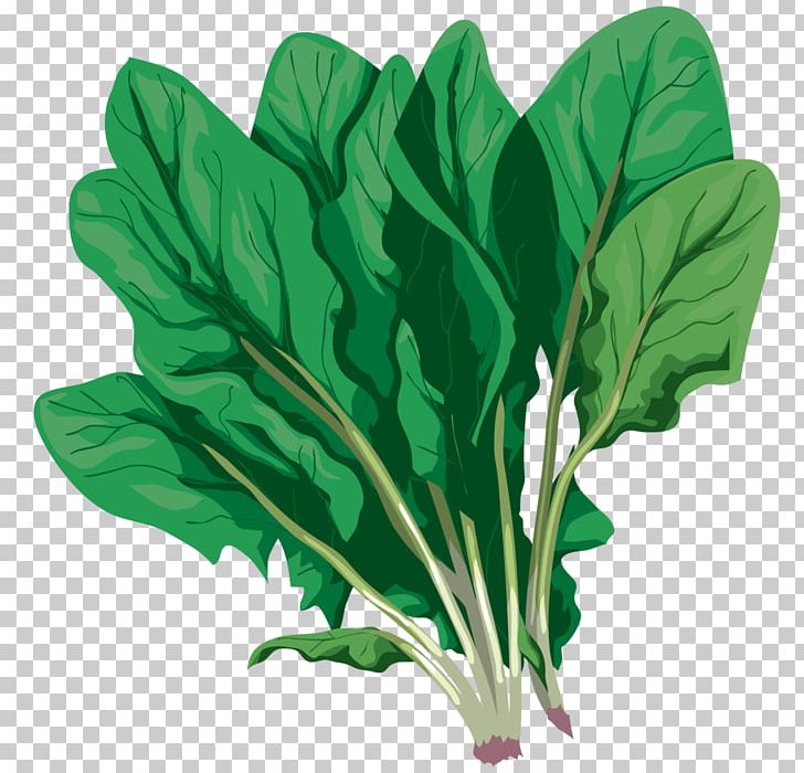 Chard Vegetable Komatsuna Spring Greens PNG, Clipart, Avatar, Chard, Choy Sum, Collard Greens, Color Free PNG Download