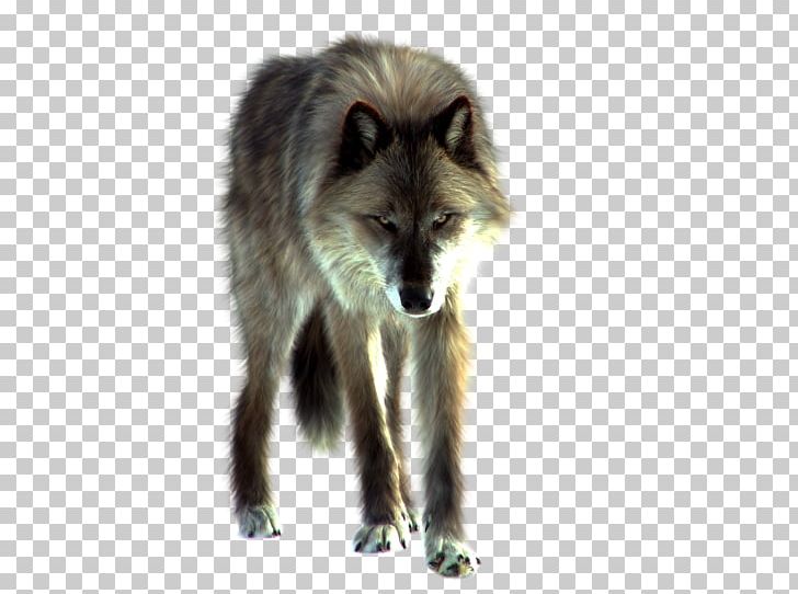 Gray Wolf PNG, Clipart, Animals, Arbol, Arctic Wolf, Black Wolf, Carnivoran Free PNG Download