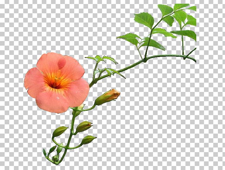 Cut Flowers Petal Blog Poppy Anemone PNG, Clipart, Annual Plant, Blog, Branch, Cut Flowers, Flower Free PNG Download