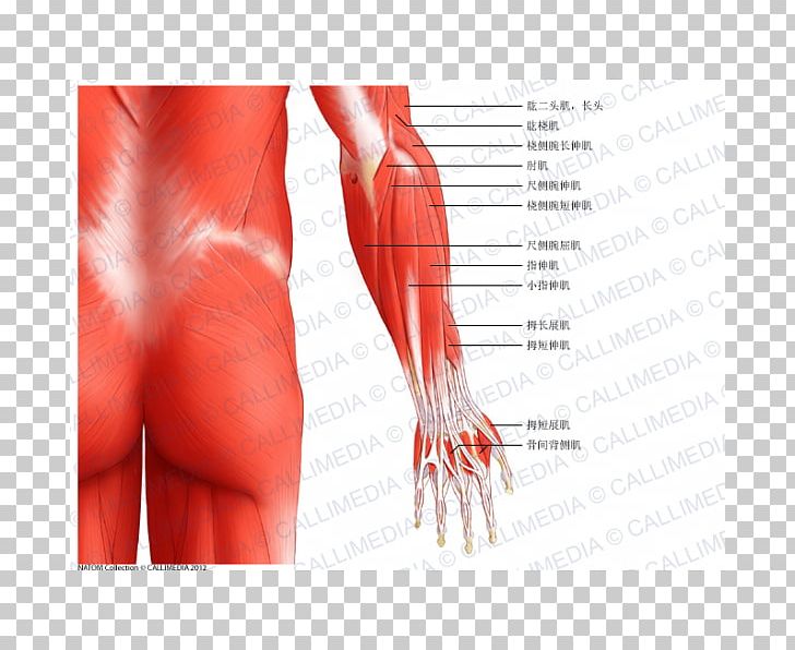 Forearm Elbow Extensor Digitorum Muscle Muscular System PNG, Clipart, Abdomen, Anatomy, Anconeus Muscle, Arm, Brachioradialis Free PNG Download