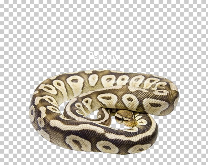 Boa Constrictor Reptile Bee Butter Cake PNG, Clipart, Bangle, Bee, Boa Constrictor, Boas, Body Jewelry Free PNG Download