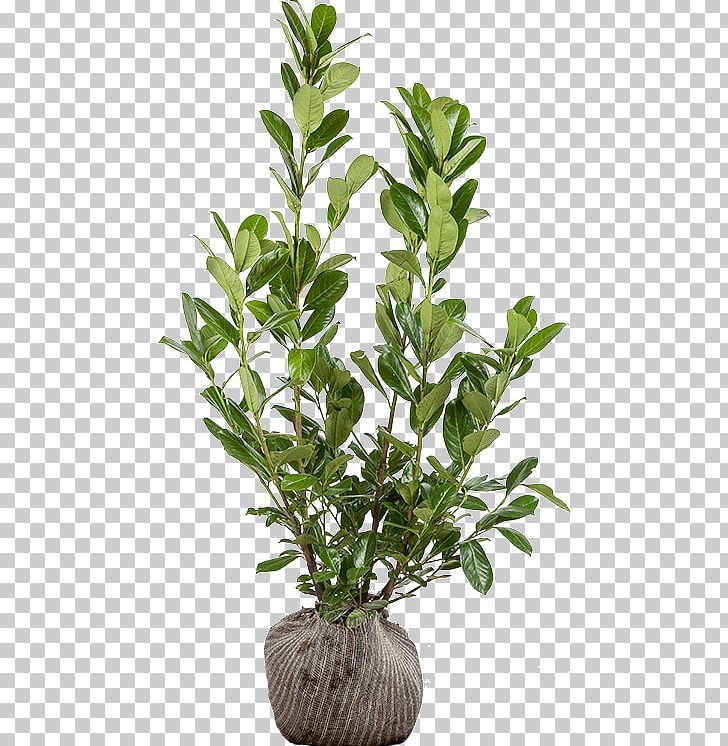 Dendrobium Nobile Flowerpot Huoshan County 鐵皮石斛 苏宁易购 PNG, Clipart, Aquarium Decor, Bonsai, Branch, Dendrobium, Dendrobium Nobile Free PNG Download