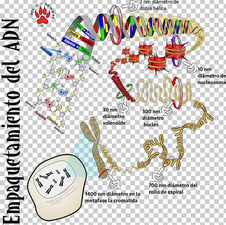 DNA RNA CmapTools Monocaténaire Phosphodiester Bond PNG, Clipart, Area, Cmaptools, Diagram, Dna, Genome Free PNG Download