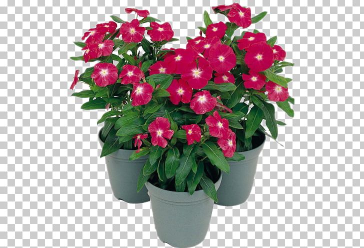 Impatiens Ornamental Plant Puneri Houseplant PNG, Clipart, Annual Plant, Busy Lizzie, Chinese Evergreens, Chlorophytum Comosum, Cut Flowers Free PNG Download