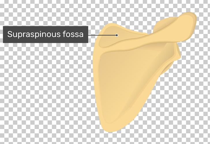Supraspinatous Fossa Scapula Supraspinatus Muscle Anatomy Infraspinatous Fossa PNG, Clipart, Anatomy, Bone, Fossa, Human Body, Infraspinatous Fossa Free PNG Download