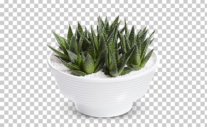 Viper's Bowstring Hemp Houseplant Flower Sansevieria Hyacinthoides PNG, Clipart,  Free PNG Download