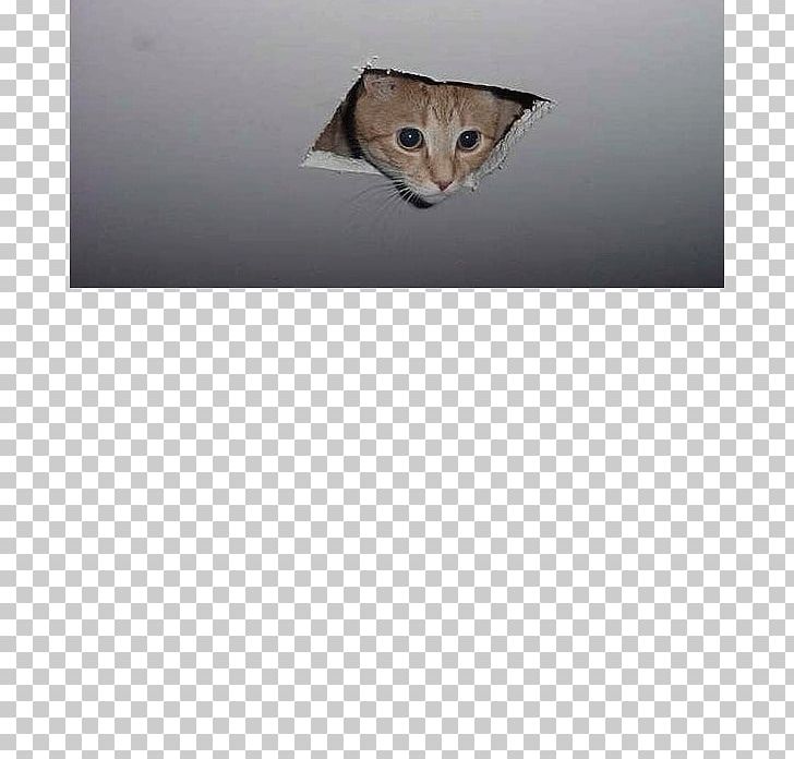 Whiskers Cat Lucas Oil Stadium Ceiling PNG, Clipart, Animals, Cat, Cat Like Mammal, Ceiling, Craft Magnets Free PNG Download