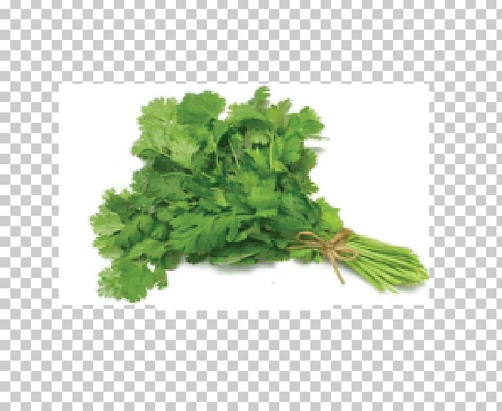 Coriander Herb Vegetable Food Pea PNG, Clipart, Coriander, Coriander Green, Flavor, Food, Food Drinks Free PNG Download
