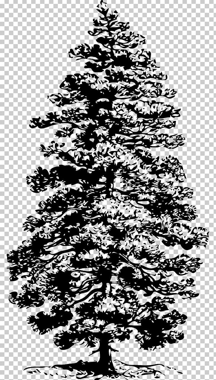 Eastern White Pine Tree Fir PNG, Clipart, Black And White, Branch, Cedar, Christmas Decoration, Christmas Tree Free PNG Download