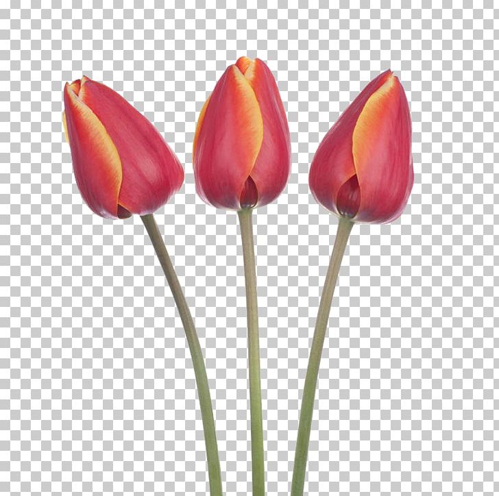 Tulip Photography Flower PNG, Clipart, Can Stock Photo, Download, Euclidean Vector, Flower, Flowering Plant Free PNG Download
