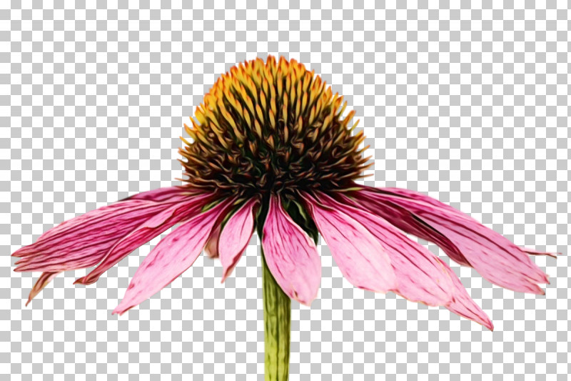 Flower Coneflower Petal Plants Science PNG, Clipart, Biology, Coneflower, Flower, Paint, Petal Free PNG Download