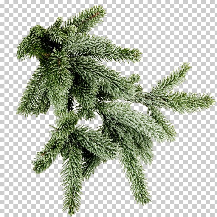Spruce Twig New Year Tree PNG, Clipart, Branch, Christmas, Christmas Decoration, Christmas Ornament, Christmas Tree Free PNG Download