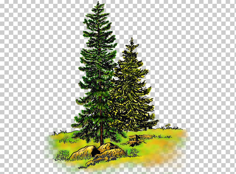 Spruce Pine Watercolor Painting Tree Fir PNG, Clipart, Evergreen, Fir, Larch, Mixed Media, Painting Free PNG Download