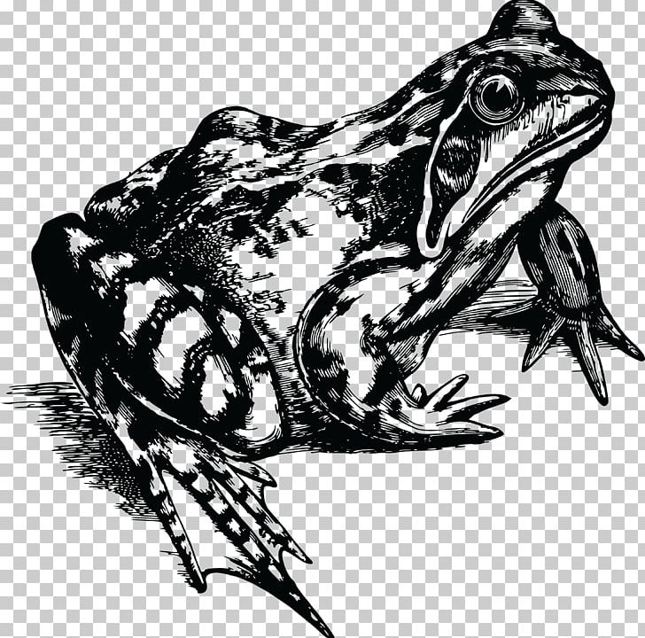 Common Frog Toad Rubber Stamp T-shirt PNG, Clipart, Amfibi, Amphibian, Animals, Art, Black And White Free PNG Download