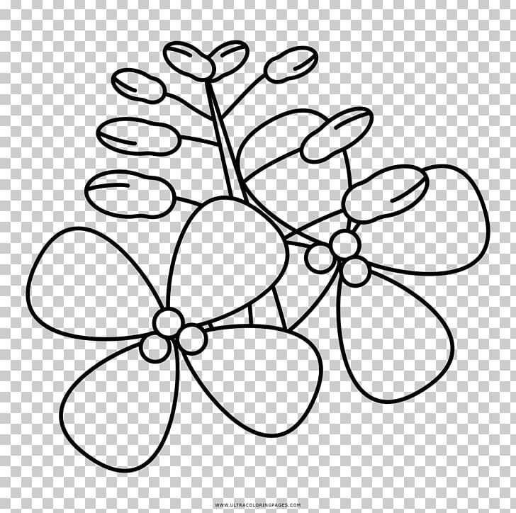 Drawing Coloring Book Rapeseed Petal Ausmalbild PNG, Clipart, Ausmalbild, Black And White, Branch, Brassica Oleracea, Cabbage Free PNG Download