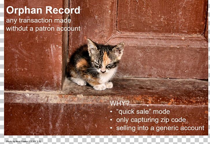 Feral Cat Kitten Puppy PNG, Clipart, Ad Segmentation Line, Animals, Animal Welfare, Black Cat, Carnivoran Free PNG Download