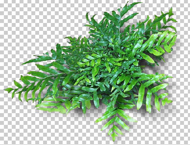 Fern Vascular Plant Evergreen Branch Tree PNG, Clipart, Branch, Claw, Evergreen, Evergreen Branch, Fern Free PNG Download