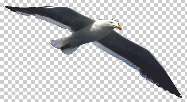Flight Bird Airplane PNG, Clipart, Airplane, Animal, Animals, Bald Eagle, Beak Free PNG Download