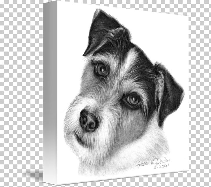 Miniature Schnauzer Puppy Parson Russell Terrier Jack Russell Terrier Wire Hair Fox Terrier PNG, Clipart, Black And White, Breed, Carnivoran, Companion Dog, Dog Breed Free PNG Download