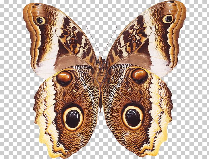 Brush-footed Butterflies Butterfly Insect Moth PNG, Clipart, Animal, Arthropod, Brush Footed Butterfly, Butterflies And Moths, Butterfly Free PNG Download
