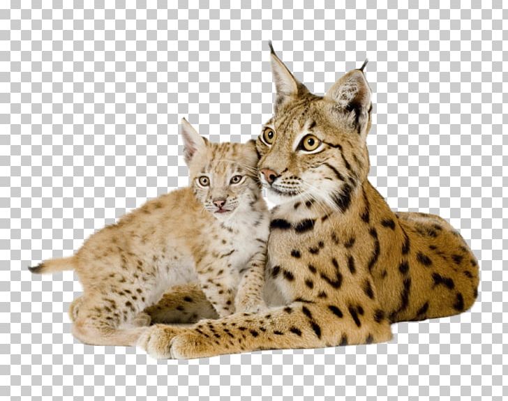 Eurasian Lynx Felidae Tiger Desktop Vertebrate PNG, Clipart, Animal, Animals, Bob, Carnivoran, Cat Like Mammal Free PNG Download