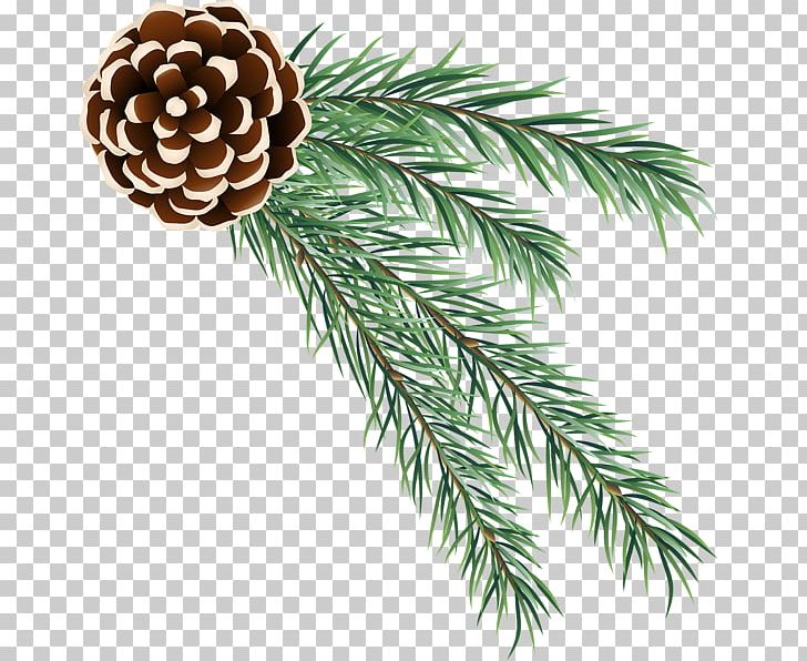 Fir Pine PNG, Clipart, Art Museum, Branch, Christmas, Christmas Decoration, Christmas Ornament Free PNG Download