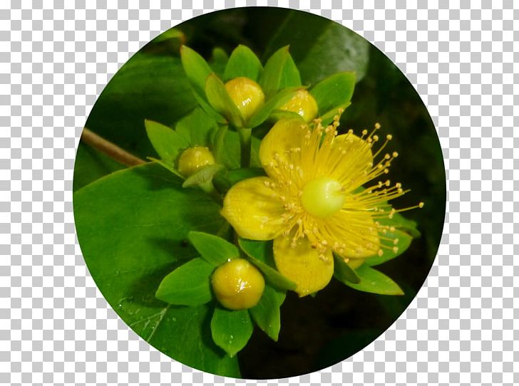 Hypericum PNG, Clipart, Ev3nmorn, Flower, Hypericaceae, Hypericum, Others Free PNG Download