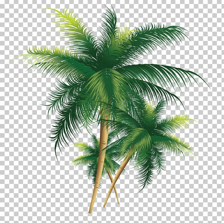 Coconut Tree PNG, Clipart, Adobe Illustrator, Animation, Arecales, Autumn Tree, Borassus Flabellifer Free PNG Download