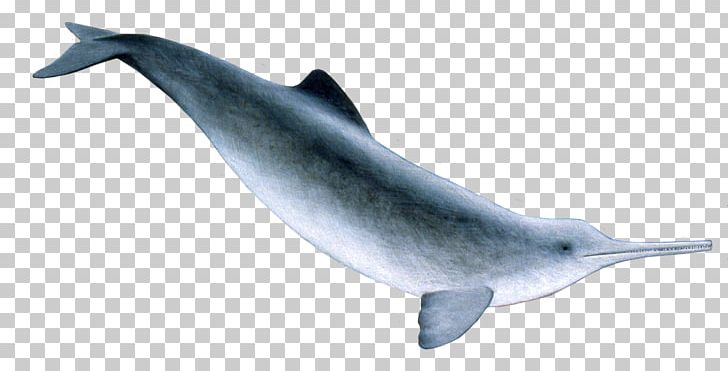 Common Bottlenose Dolphin La Plata Dolphin River Dolphin White-beaked Dolphin Short-beaked Common Dolphin PNG, Clipart, Animals, Bottlenose Dolphin, Cetacea, Fauna, Mammal Free PNG Download