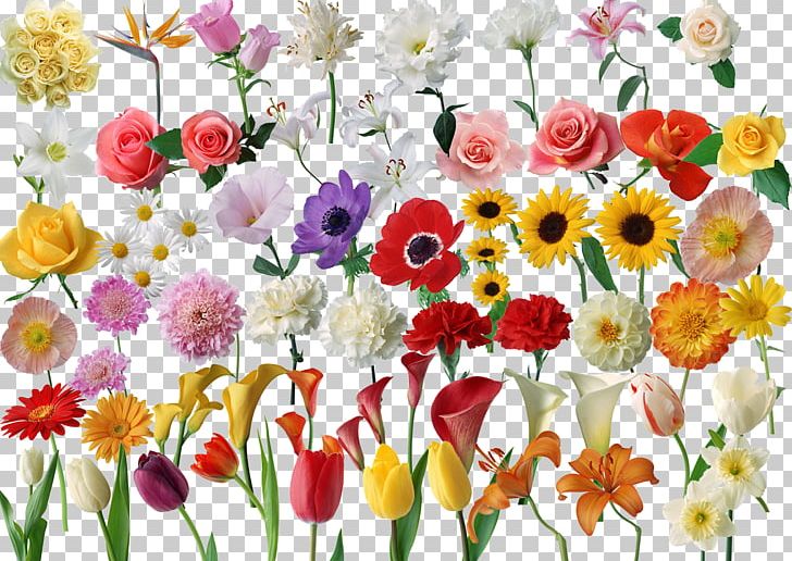 Flower Computer File PNG, Clipart, Annual Plant, Bright Vector, Cut Flowers, Download, Floral Design Free PNG Download