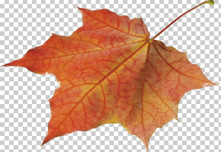Autumn Leaves Solo Left PNG, Clipart, Leaves, Nature Free PNG Download