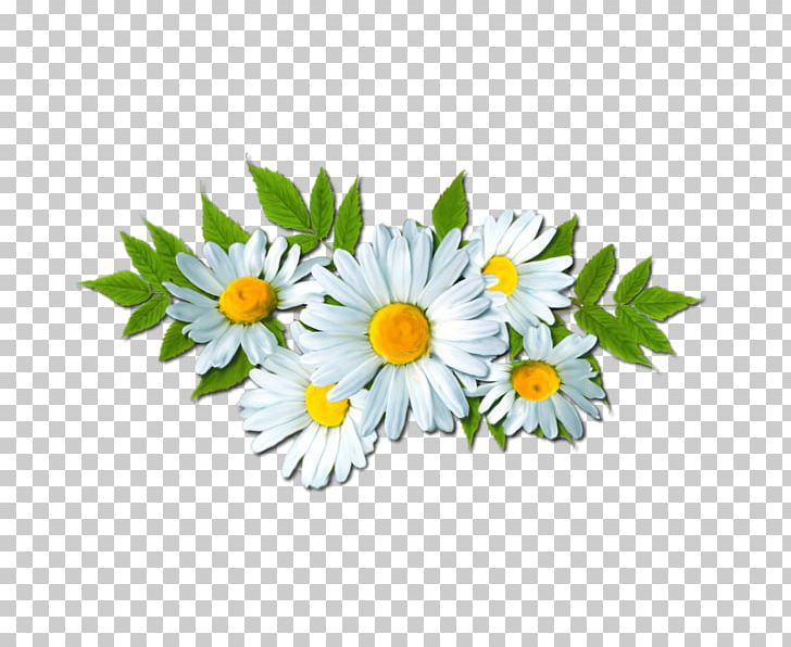 Common Daisy Flower Portable Network Graphics PNG, Clipart, Annual Plant, Aster, Chamaemelum Nobile, Chamomile, Chrysanths Free PNG Download