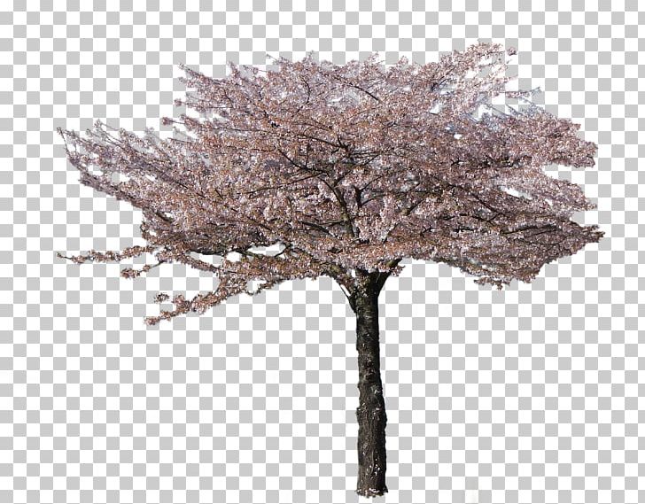 Portable Network Graphics Cherry Blossom Tree Twig PNG, Clipart, Bing Cherry, Blossom, Branch, Cherry, Cherry Blossom Free PNG Download