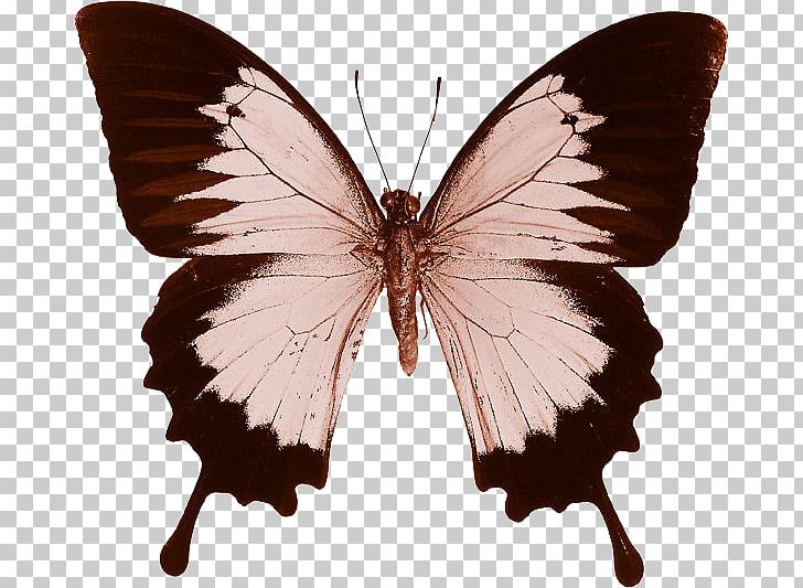 Swallowtail Butterfly Insect Papilio Ulysses Cithaerias Pireta PNG, Clipart, Aglais Io, Arthropod, Battus Philenor, Brush Footed Butterfly, Butterflies And Moths Free PNG Download