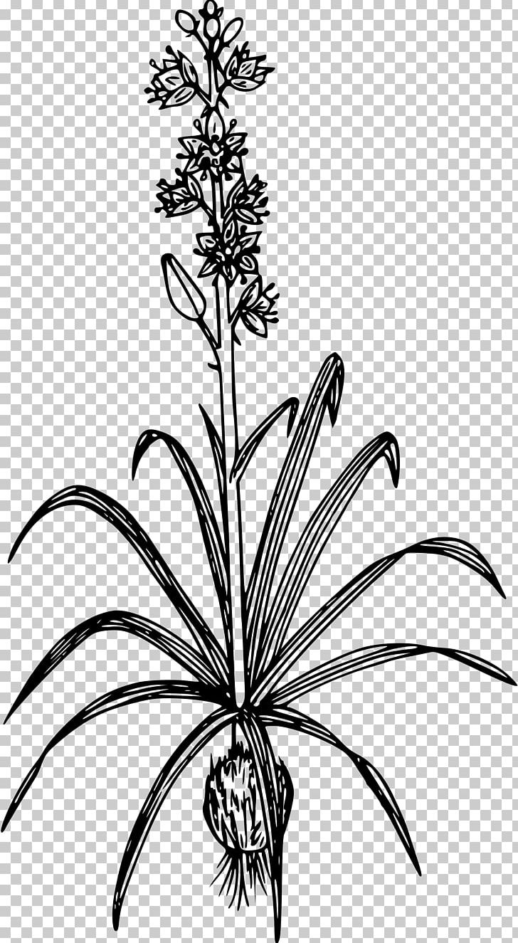 Plant Camassia Quamash Drawing Line Art PNG, Clipart, Art, Black And White, Botanical Illustration, Branch, Camas Free PNG Download