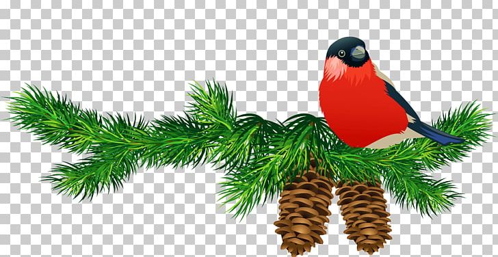 Blue Spruce Pine Conifer Cone Branch PNG, Clipart, Beak, Bird, Blue Spruce, Branch, Christmas Free PNG Download