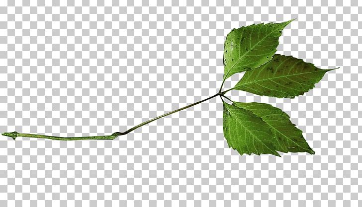 Leaf Branch Photography PNG, Clipart, 15 February, Branch, Deco, Download, Information Free PNG Download
