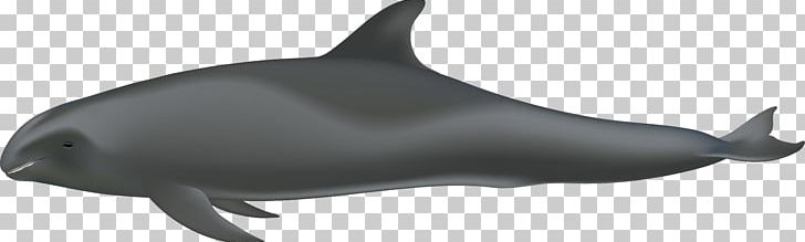 Porpoise Tucuxi Common Bottlenose Dolphin Rough-toothed Dolphin White-beaked Dolphin PNG, Clipart, Animals, Cetacea, Fruit Nut, Mammal, Marine Biology Free PNG Download