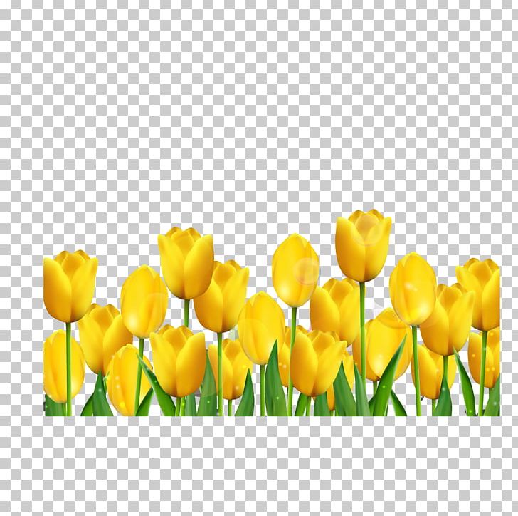 Tulip Yellow PNG, Clipart, Computer Wallpaper, Download, Flower, Flowering Plant, Flowers Free PNG Download