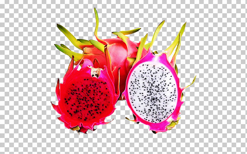 Cactus PNG, Clipart, Accessory Fruit, Cactus, Costa Rican Pitahaya, Dragonfruit, Food Free PNG Download