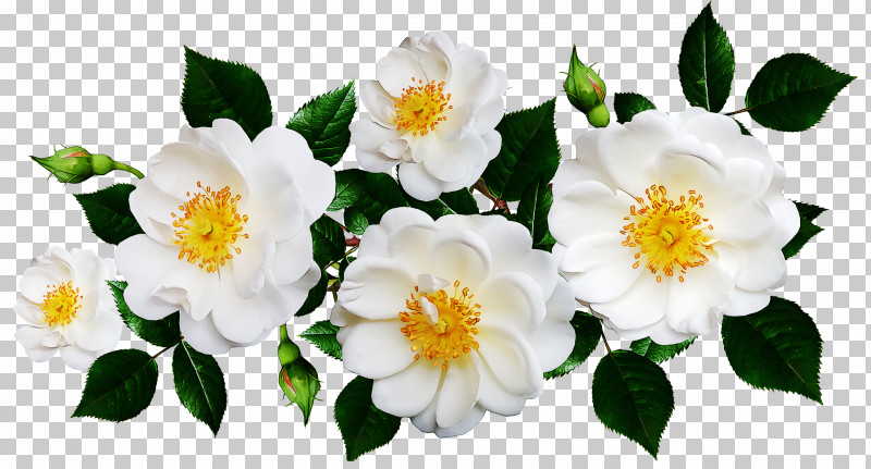 Floral Design PNG, Clipart, Cut Flowers, Floral Design, Flower, Flower Bouquet, Garland Free PNG Download