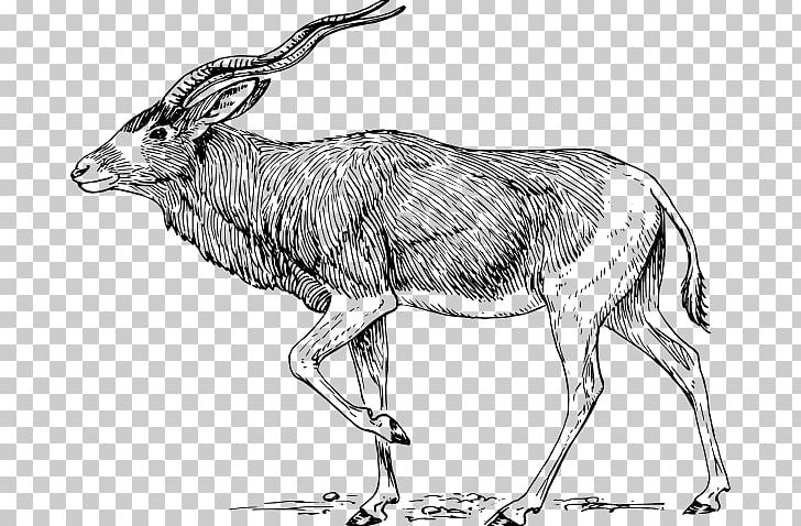 Addax Free Content PNG, Clipart, Addax Cliparts, Antelope, Black And White, Cattle Like Mammal, Coloring Book Free PNG Download