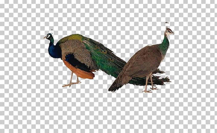 Asiatic Peafowl Bird Phasianidae Female PNG, Clipart, Animals, Asiatic Peafowl, Beak, Birds, Families Free PNG Download