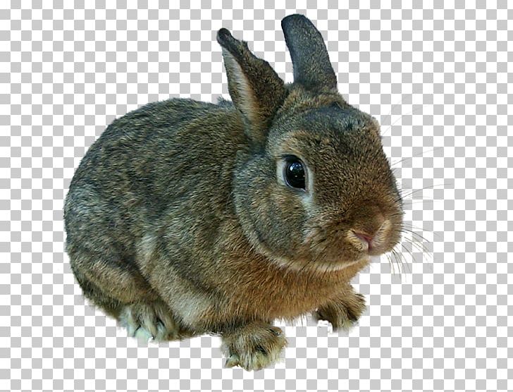 Domestic Rabbit Easter Bunny Angel Bunny Hare PNG, Clipart, Angel Bunny, Animal, Animals, Chinchilla, Desktop Wallpaper Free PNG Download