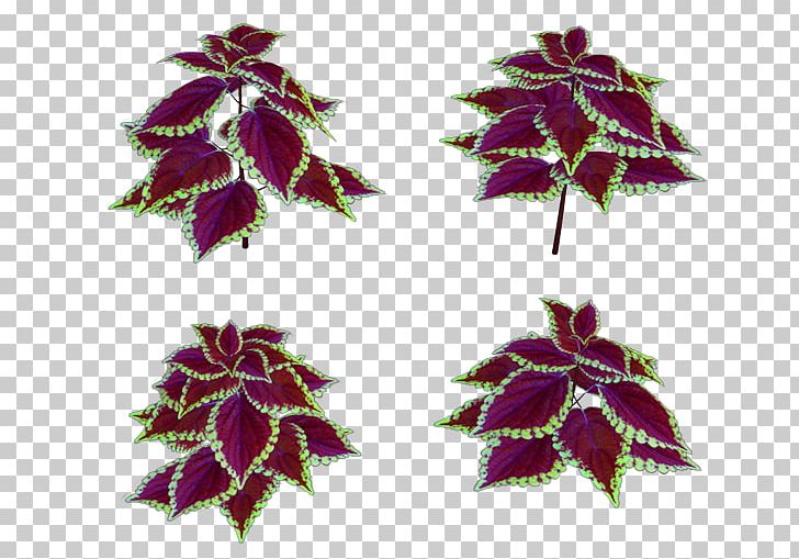 Maple Leaf Purple PNG, Clipart, Leaf, Maple, Maple Leaf, Plant, Purple Free PNG Download