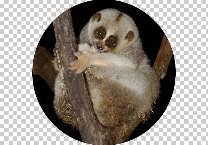 Pygmy Slow Loris Fur Snout Terrestrial Animal PNG, Clipart, Animal, Fur, Loris, Mammal, Others Free PNG Download