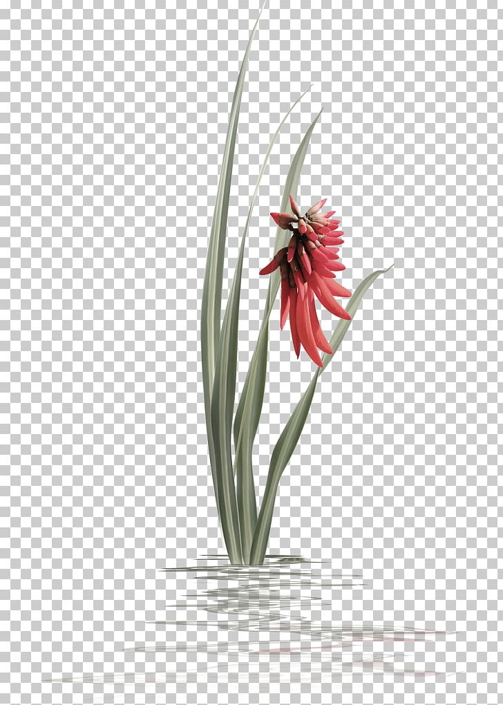 Raster Graphics Flower PNG, Clipart, Amaryllis Belladonna, Aquatic, Color, Download, Email Free PNG Download